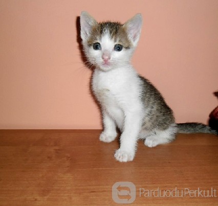 Dovanojamas 1,5 mėn. rainas kačiukas