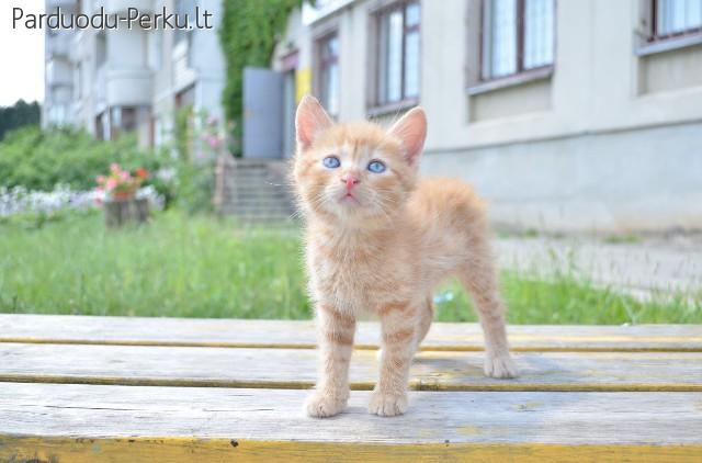 DOVANOJAMAS 1,5 mėn. puikus ryžas kačiukas