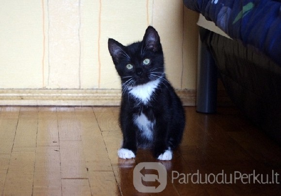 Dovanojamas 2,5 mėn. juodai baltas kačiukas