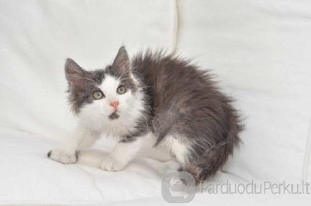 Dovanojamas 2,5 mėn. žavus katinėlis Tumis!