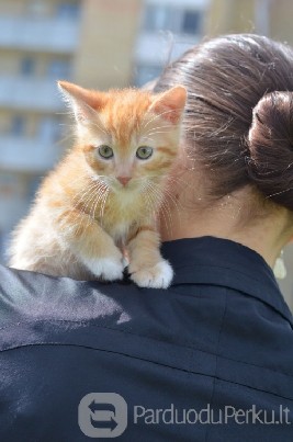 DOVANOJAMAS 2 mėn. jaukus, ryžas kačiukas