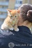DOVANOJAMAS 2 mėn. jaukus, ryžas kačiukas