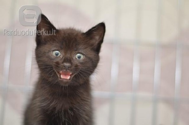 Dovanojamas 2 mėn. juodas kačiukas