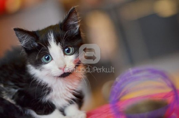 DOVANOJAMAS 2 mėn. nuostabus katinėlis Spirgutis!
