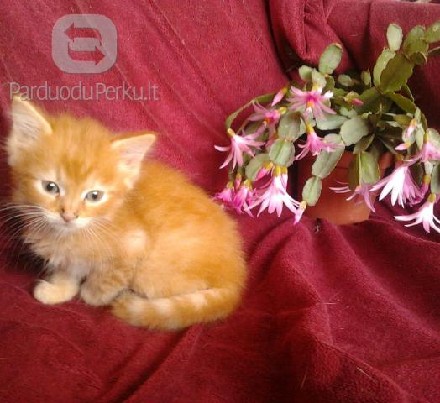 Dovanojamas 2 mėn. ryžas kačiukas