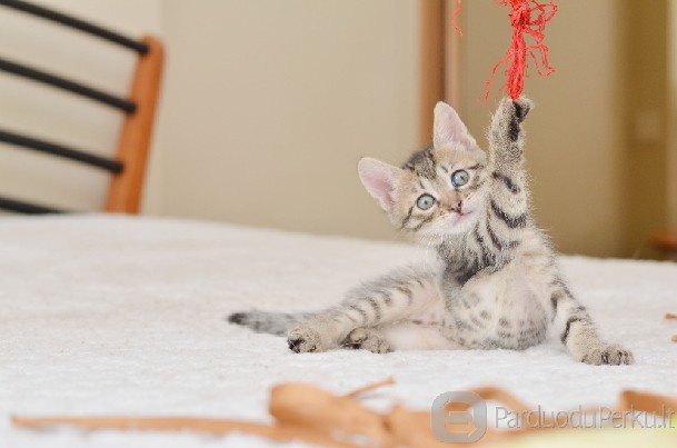 Dovanojamas 2 mėn. tobulas rainiukas!