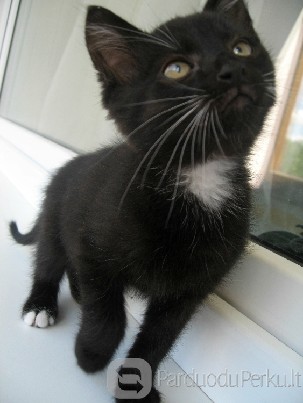 Dovanojamas 2 mėn, žavus, juodas kačiukas