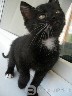 Dovanojamas 2 mėn, žavus, juodas kačiukas