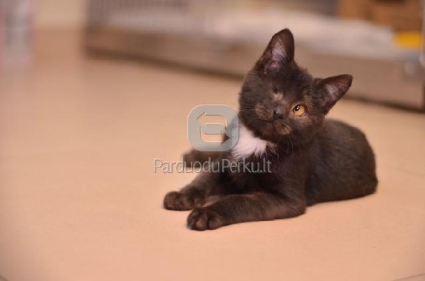 Dovanojamas 3,5 mėn. skiepytas kačiukas