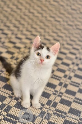 Dovanojamas 3 mėn. skiepytas, drąsus kačiukas!