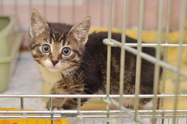 Dovanojamas 3 mėn. skiepytas rainiukas Rontis!