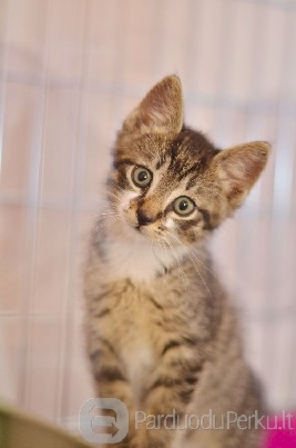 Dovanojamas 3 mėn. skiepytas, žavus rainiukas!