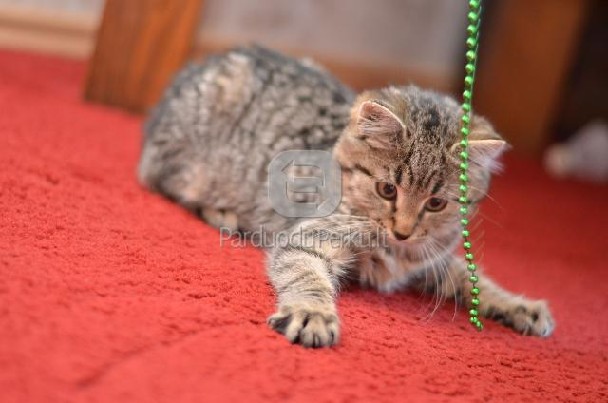 DOVANOJAMAS 3 mėn. žavus rainiukas Vilis!