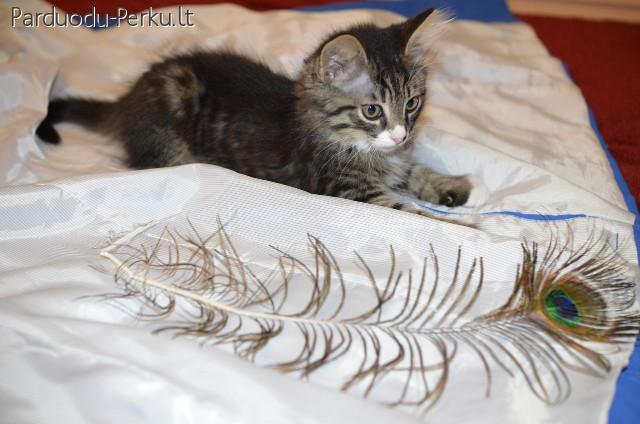 Dovanojamas 3 mėn. pūkuotas katinėlis Kordas!