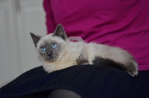 Dovanojamas 4 mėn. siamo mišrūnas