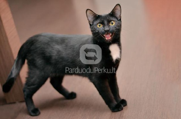 Dovanojamas 7 mėn. kastruotas, skiepytas katinėlis