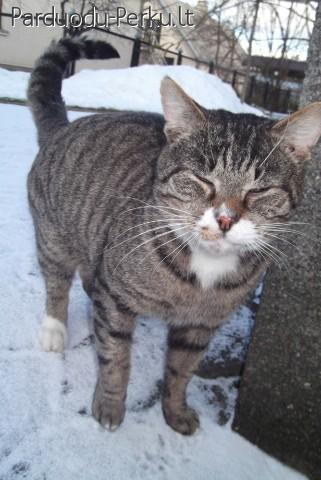 Dovanojamas beglobis vienaakis rainiukas