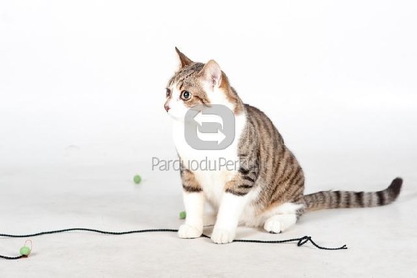 Dovanojamas draugiškas kačiukas Rokis