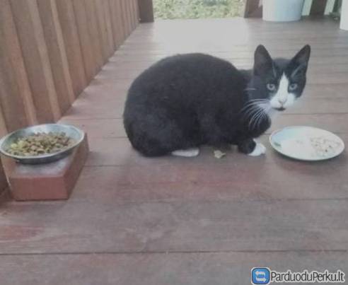 DOVANOJAMAS draugiškas KATINĖLIS murkliukas (kastruotas)