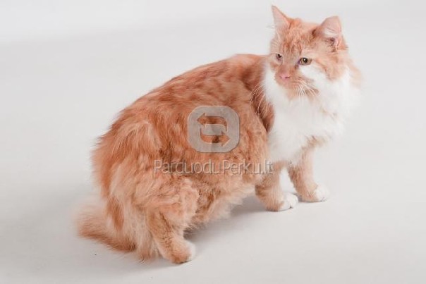 DOVANOJAMAS! Gražuolis Rikis-Garfildas