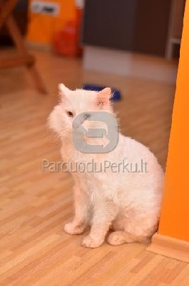 DOVANOJAMAS jaunas, kastruotas baltas katinėlis