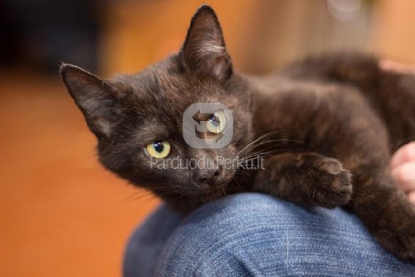 Dovanojamas jaunas, kastruotas katinėlis