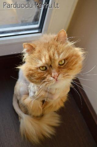 Dovanojamas jaunas, kastruotas katinėlis Čiakas!