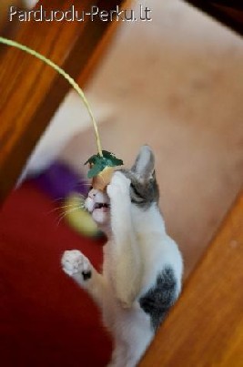 Dovanojamas jaunas, kastruotas neeilinis kačiukas Kopis!