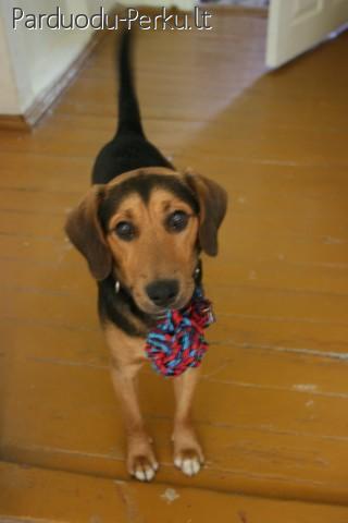 Dovanojamas jaunas, kastruotas, skiepytas biglio mišrūnas!