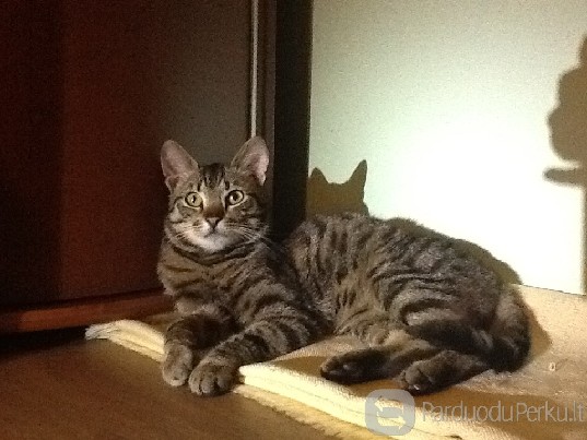 Dovanojamas jaunas rainas katinas