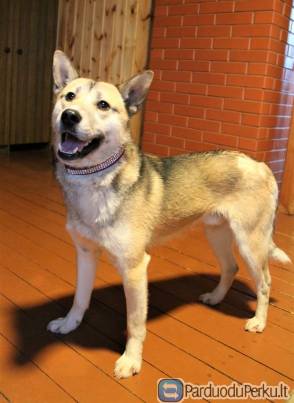 Dovanojamas jaunas šuo Dodžas