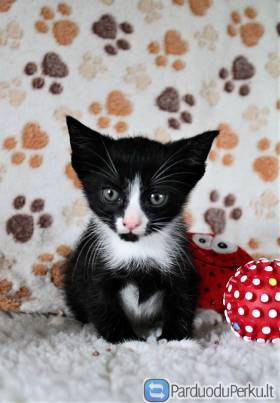 DOVANOJAMAS kačiukas Špokas