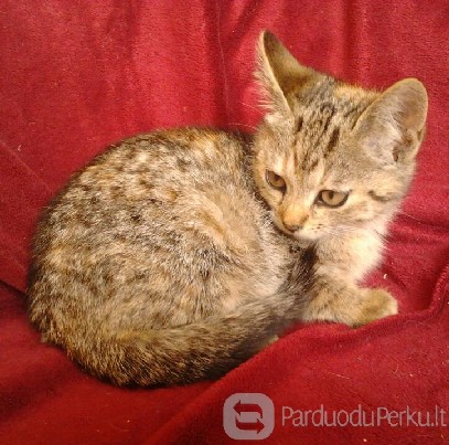 Dovanojamas kačiukas Vilniuje