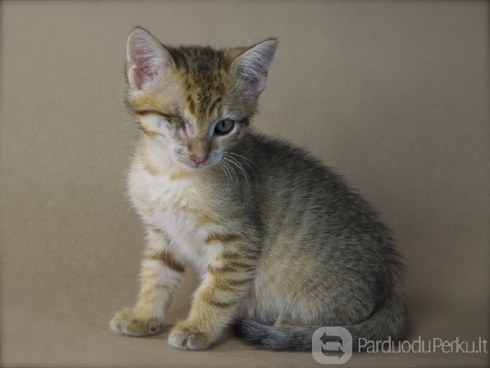 Dovanojamas kačiukas