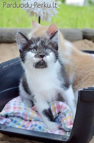 Dovanojamas kačiukas Dagis
