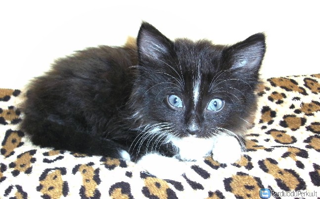 Dovanojamas katinėlis