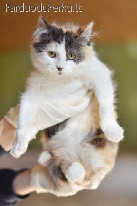 Dovanojamas nuostabi 4 mėn. katytė