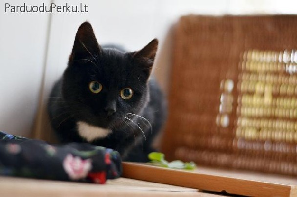 Dovanojamas nuostabus 3 mėn. katinėlis