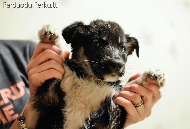 Dovanojamas nuostabus 3 mėn. vilkšunio mišrūnas!