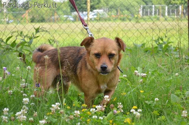 Dovanojamas Persikas