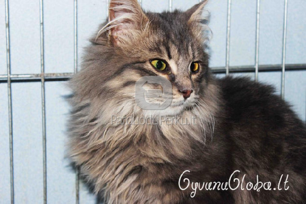 Dovanojamas pilkas, pūkuotas kačiukas