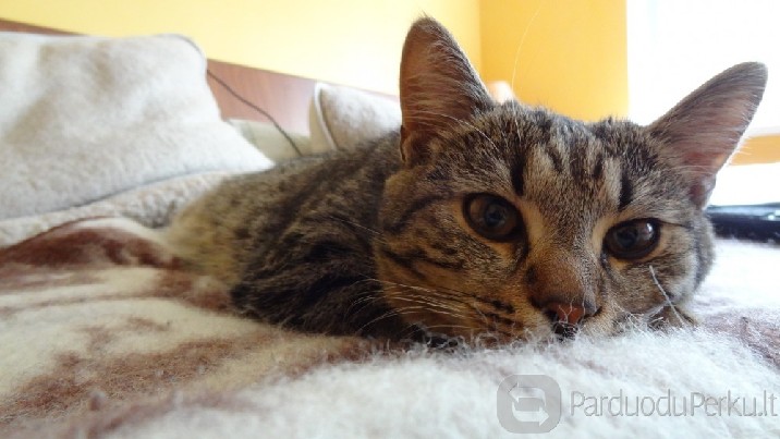 Dovanojamas rainas kastruotas katinas