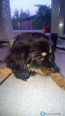 Dovanojamas suniukas