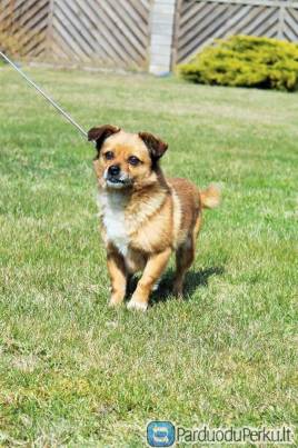 Dovanojamas šuniukas