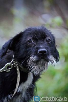 Dovanojamas šuo Barsis