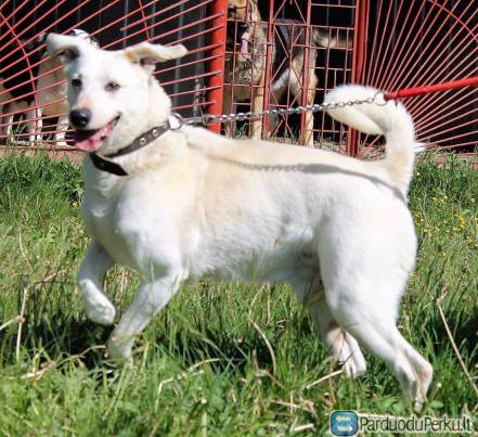 Dovanojamas šuo Blankas