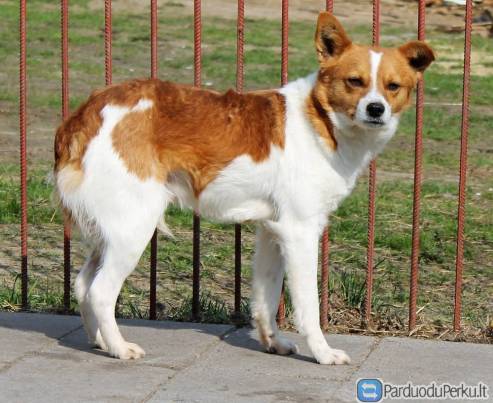 Dovanojamas šuo Marijampolėje