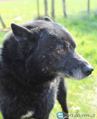 Dovanojamas šuo Marijampolėje