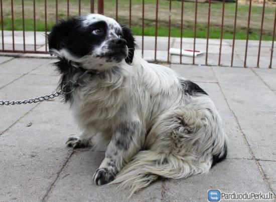 Dovanojamas šuo Marijampolėje