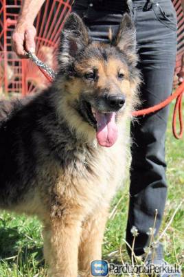 Dovanojamas šuo Tūzas